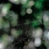 Stroupe Pest Control Co gallery