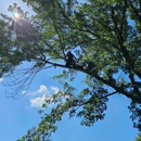BC’s Tree Service - Tree Service