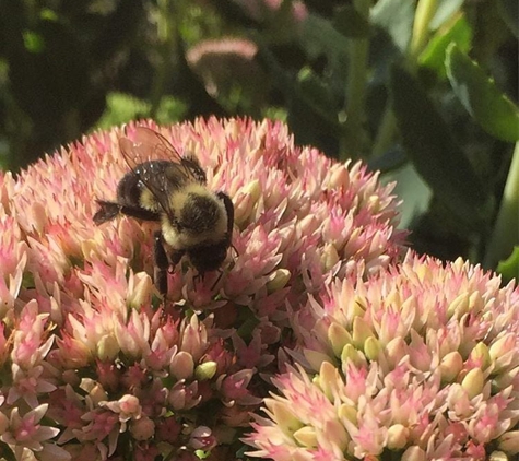 Blithewold Mansion, Gardens & Arboretum - Bristol, RI