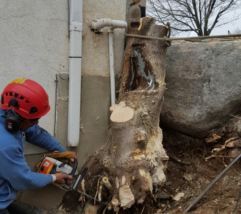 Wild Bills Tree Service - Bountiful, UT