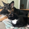 I Wuff You Dog Training and Coaching gallery