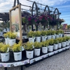 Windridge Perennials & Landscaping gallery