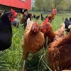 Freedom Valley Farm gallery