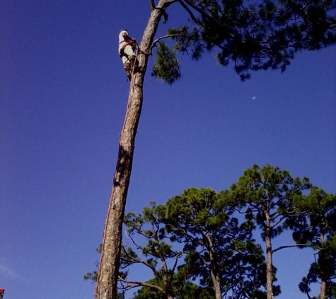 Tree Service By Curtis, Inc. - Merritt Island, FL