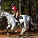 Arundel Hill Farm - Horse Training