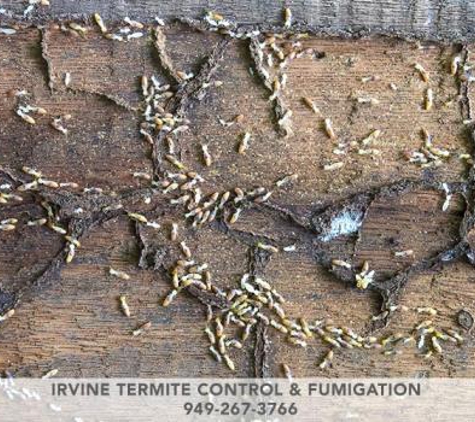 Irvine Termite Control & Fumigation - Irvine, CA