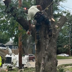 Good Guys Tree Service