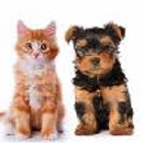 Deep Creek Veterinary Hospital - Veterinarians