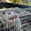 Critter Stop - Pest Control Services