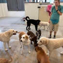 My Three Dogs - Coleman - Hostels