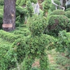 Harper’s Topiary Garden gallery