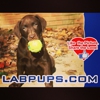 Labpups.com gallery