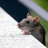 Total Pest Control gallery