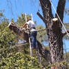 Comer's Tree Care gallery