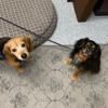 Fairfax Veterinary Hospital gallery