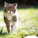 Stafford Animal Hospital - Hostels