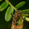 Best Bee Brothers gallery