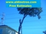 Aldine Tree Services Houston Stump Grinding - Tree Service
