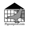 Pigeon Pros gallery