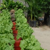 Linda's Gardening & Hydroponics gallery