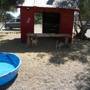 Custom Dog Training Thee Boarding Ranch