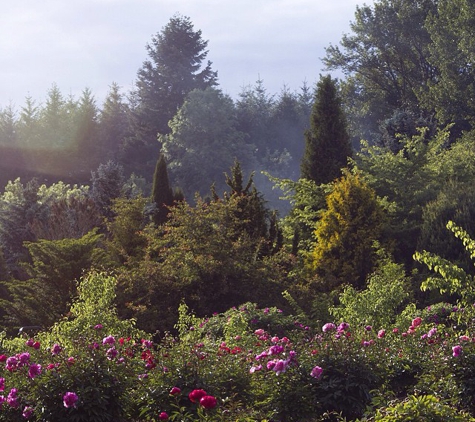 Brooks Gardens - Peonies - Salem, OR