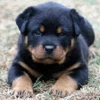 TEXAS ROTTWEILER gallery