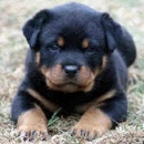 TEXAS ROTTWEILER - Pet Stores