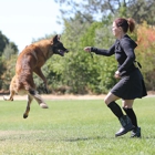 Elissa Cline Dog Training