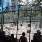 Big Bear Alpine Zoo at Moonridge