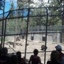 Big Bear Alpine Zoo at Moonridge