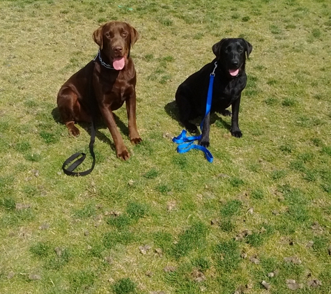 New Walk K9 Training. - Riverside, CA