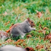 Expel WIldlife Removal gallery