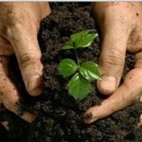 Tracy Top Soil - Sod & Sodding Service