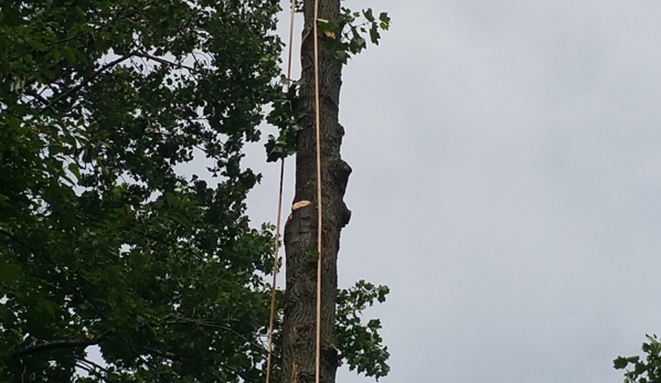 Recinos Tree Service - Edgewater, MD