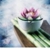 Essence of Thailand - Authentic Thai Massage - Massage Therapy
