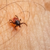 Tabor Pest Control gallery