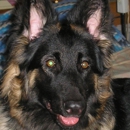 DARKSTAR GERMAN SHEPHERDS - Dog & Cat Furnishings & Supplies