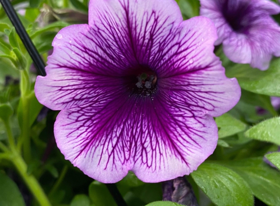 Louisiana Nursery - Baton Rouge, LA