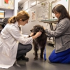 VCA Northwest Veterinary Specialists gallery
