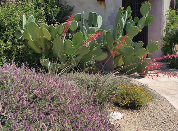 Ecosense Sustainable Landscapes - Tucson, AZ