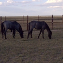 Chinook Winds Riding Stable, LLC - Horse Training