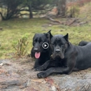 Taylor Made Working Dogs - Dog Training