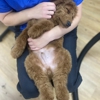 Belly Rubs Dog Grooming Inc gallery