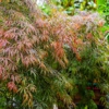 Moon Valley Nurseries gallery