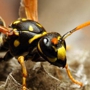 Bug-A-Pest Termite & Pest Control