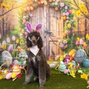 Aloha Pet Resort & Spa - Pet Boarding & Kennels