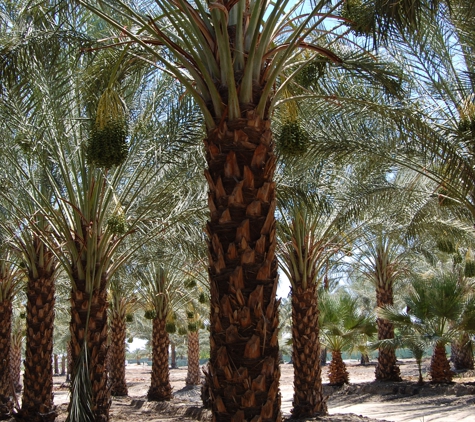 Desert Empire Palms - Coachella, CA