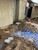 Bluebonnet Foundation Repair - Construction Management