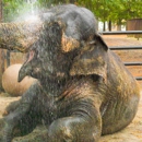 Two Tails Ranch: All About Elephants - Zoos